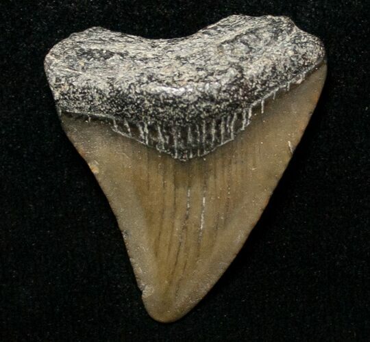 Juvenile Megalodon Tooth - South Carolina #8715